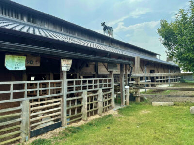 [植村牧場]こんなところに牛さん‼奈良県で最も古い牧場‼